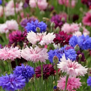 Волошка Махрова суміш