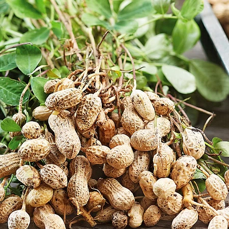 Вирощування арахісу у відкритому ґрунті