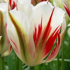 Тюльпан Фламінг Спрінг грін 25 цибулин розмір 10/11