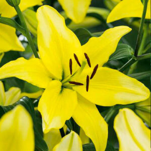 Лілія Yellowin
