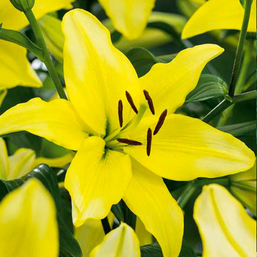 Лілія Yellowin